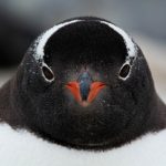 Antártida revela inesperada especie de pingüino