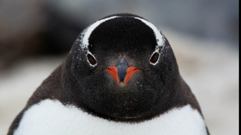 Antártida revela inesperada especie de pingüino