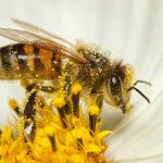 Hoy se celebra el Día Mundial de las Abejas