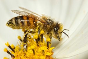 Hoy se celebra el Día Mundial de las Abejas