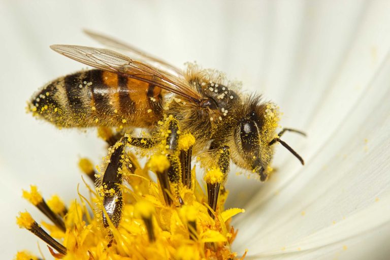 Hoy-se-celebra-el-Dia-Mundial-de-las-Abejas-scaled