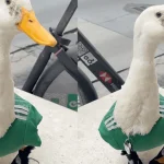 El pato Merlin, compite con mascotas del mundial
