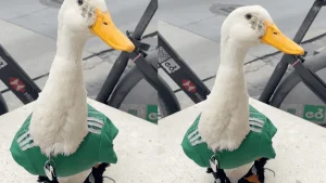 El pato Merlin, compite con mascotas del mundial
