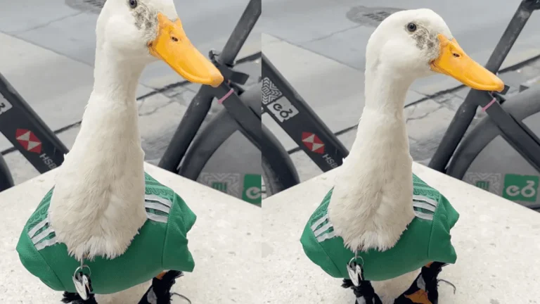 El pato Merlin, compite con mascotas del mundial