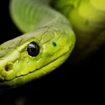 Conservación de serpientes en México