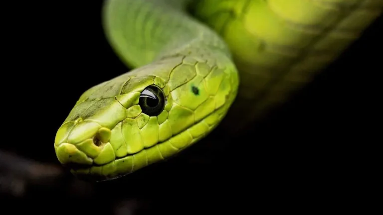 Conservación de serpientes en México