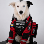 De perro rescatado a símbolo de esperanza