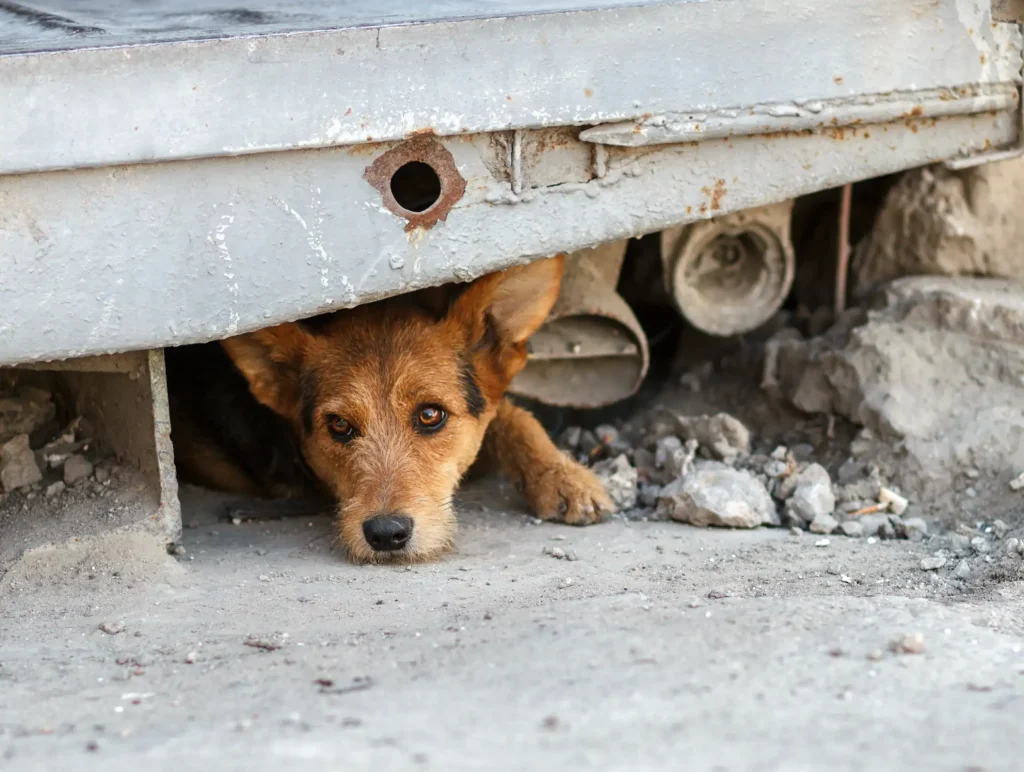 El abandono de perros sigue en ascenso