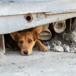 El abandono de perros sigue en ascenso