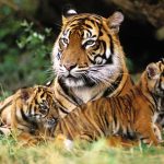 Día Internacional del Tigre: historia y curiosidades