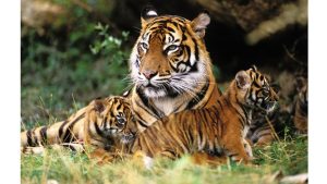 Día Internacional del Tigre: historia y curiosidades