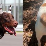 La ciencia cuestiona el corte de orejas y cola en perros
